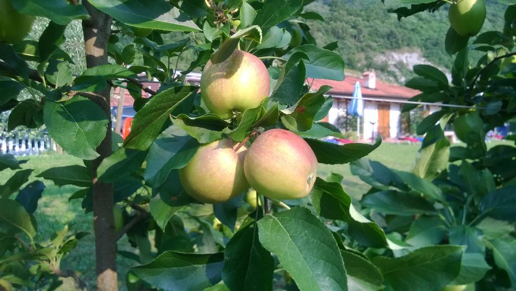 Agriturismo Trefrutti 아르코 외부 사진